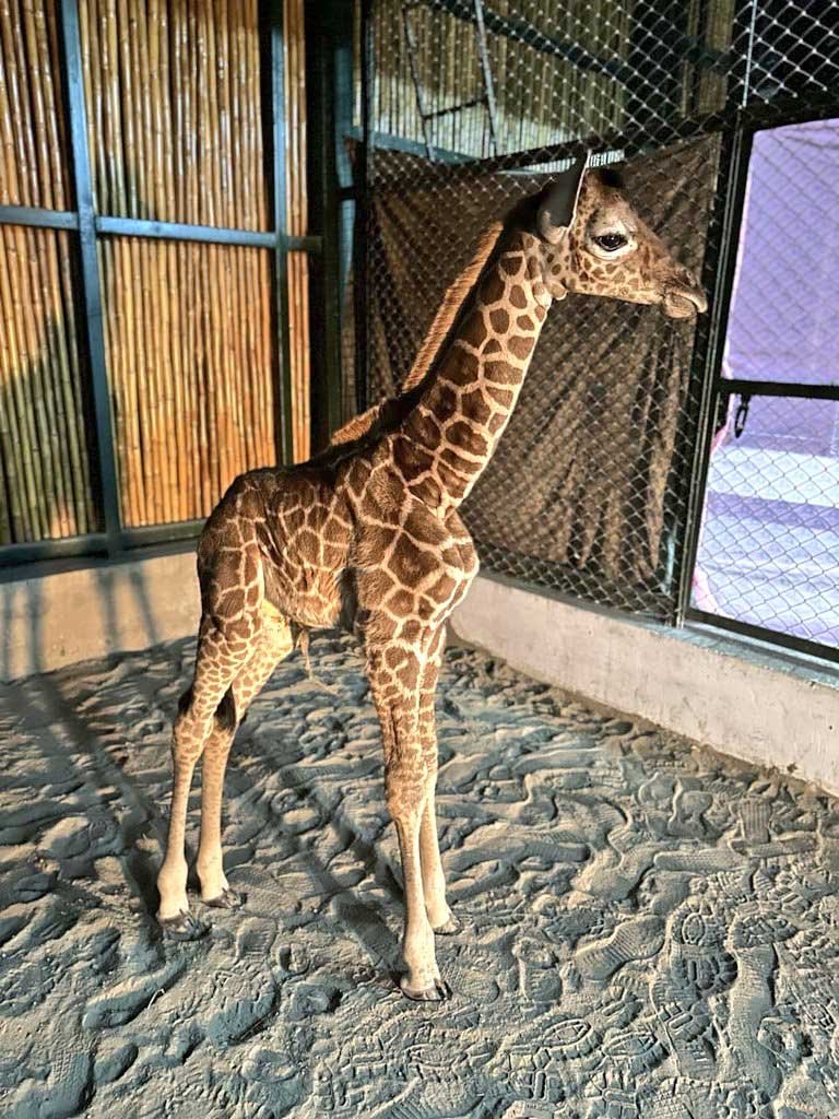 Assam-State-Zoo-Giraffe-Parijat