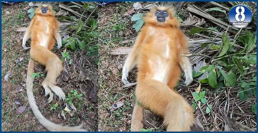 golden langur