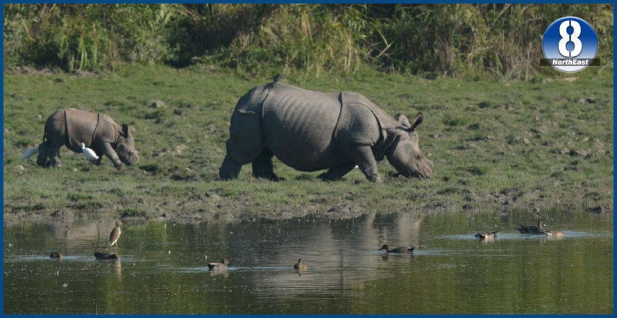 rhino