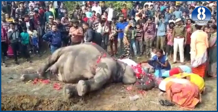 elephant