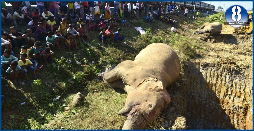 elephant
