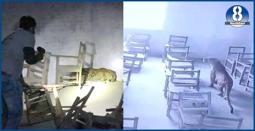 Leopard in Classroom