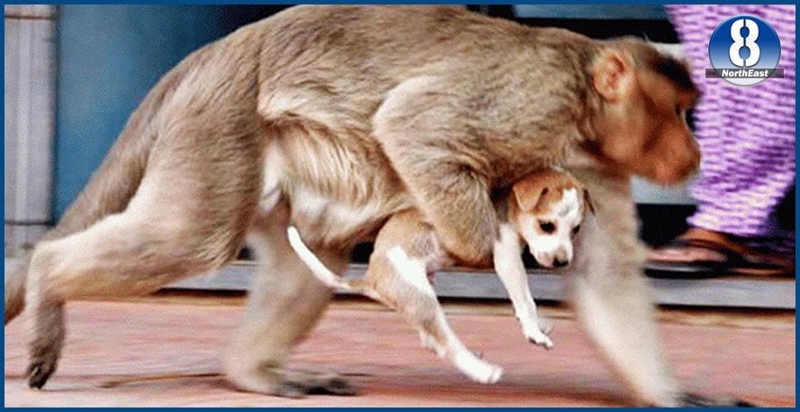 dog monkey