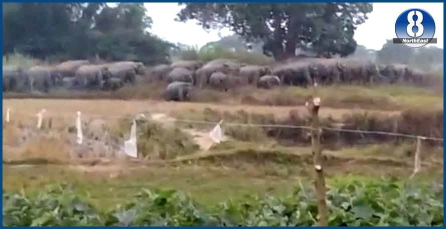 wild elephant