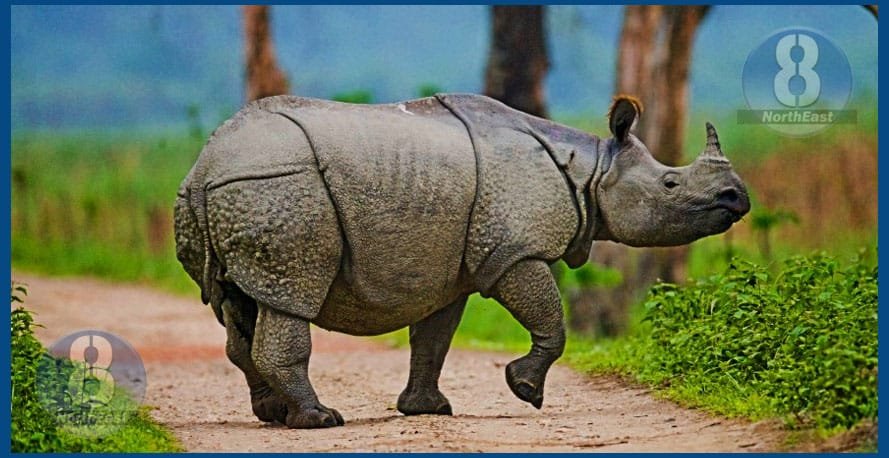 ভাল খবৰ! কাজিৰঙাত বৃদ্ধি পালে ২০০টা গঁড়, মুঠ গঁড়ৰ সংখ্যা.... 1 373