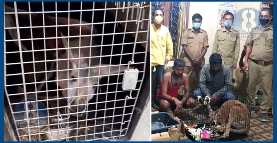 অবিশ্বাস্য! অসমৰ মাজেৰে বহিঃ ৰাজ্যলৈ সৰবৰাহৰ অষ্ট্ৰেলিয়ান কেংগাৰু... 1 G6 5