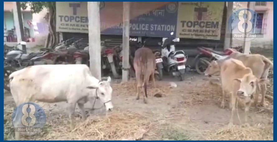 স্ক’ৰ্পিঅ’ বাহনৰ পৰা জব্দ ৫ টা চােৰাং গৰু! 2 G06