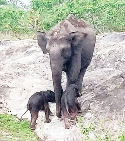 বিৰল দৃশ্য! মাইকী হাতীয়ে জন্ম দিলে দুটাকৈ পোৱালী, দৃশ্য চাবলৈ ভিৰ পৰ্যটকৰ 2 p2 13