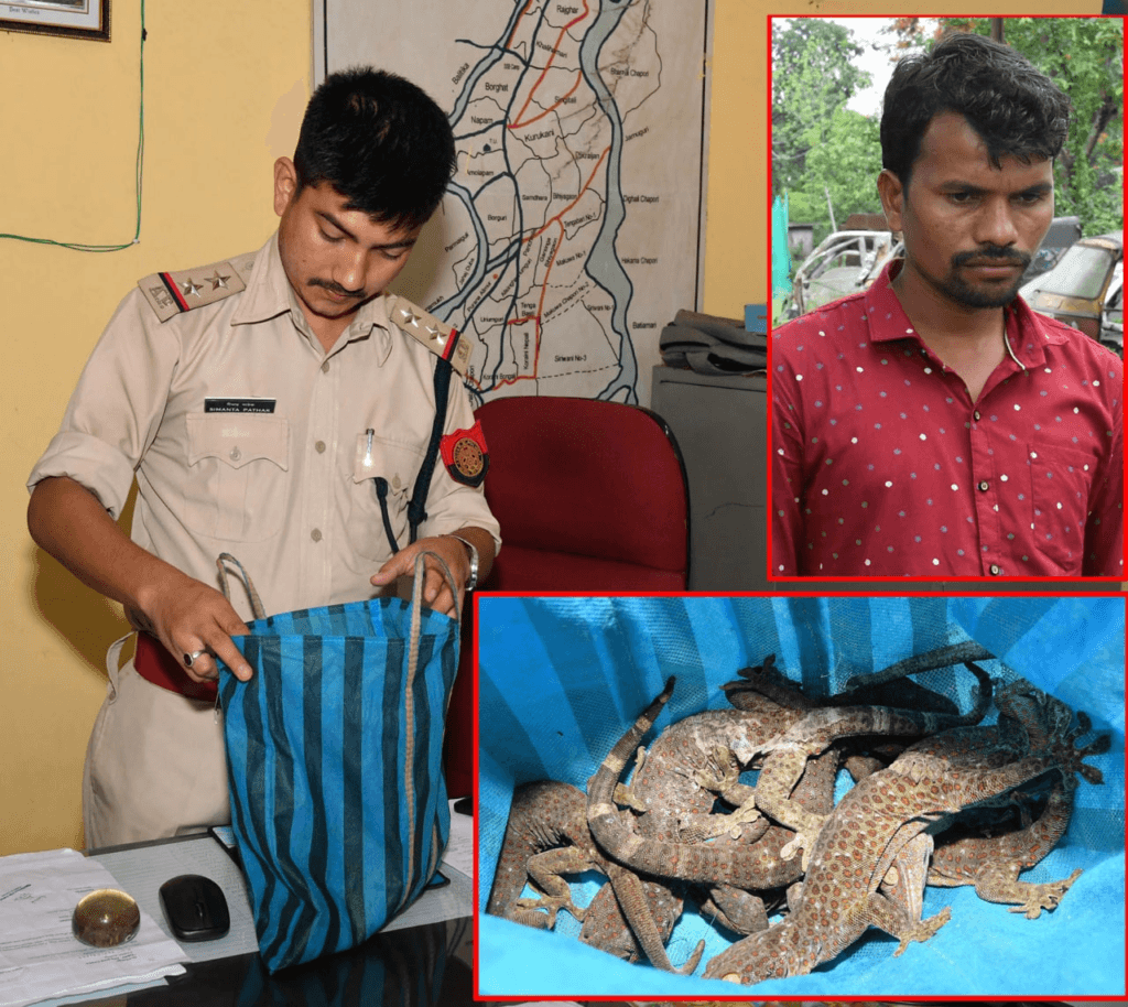 আৰক্ষীৰ অভিযানত উদ্ধাৰ ৬ টাকৈ দুষ্প্রাপ্য কেঁকোসাপ, গ্ৰেপ্তাৰ এজন... 2 image 19