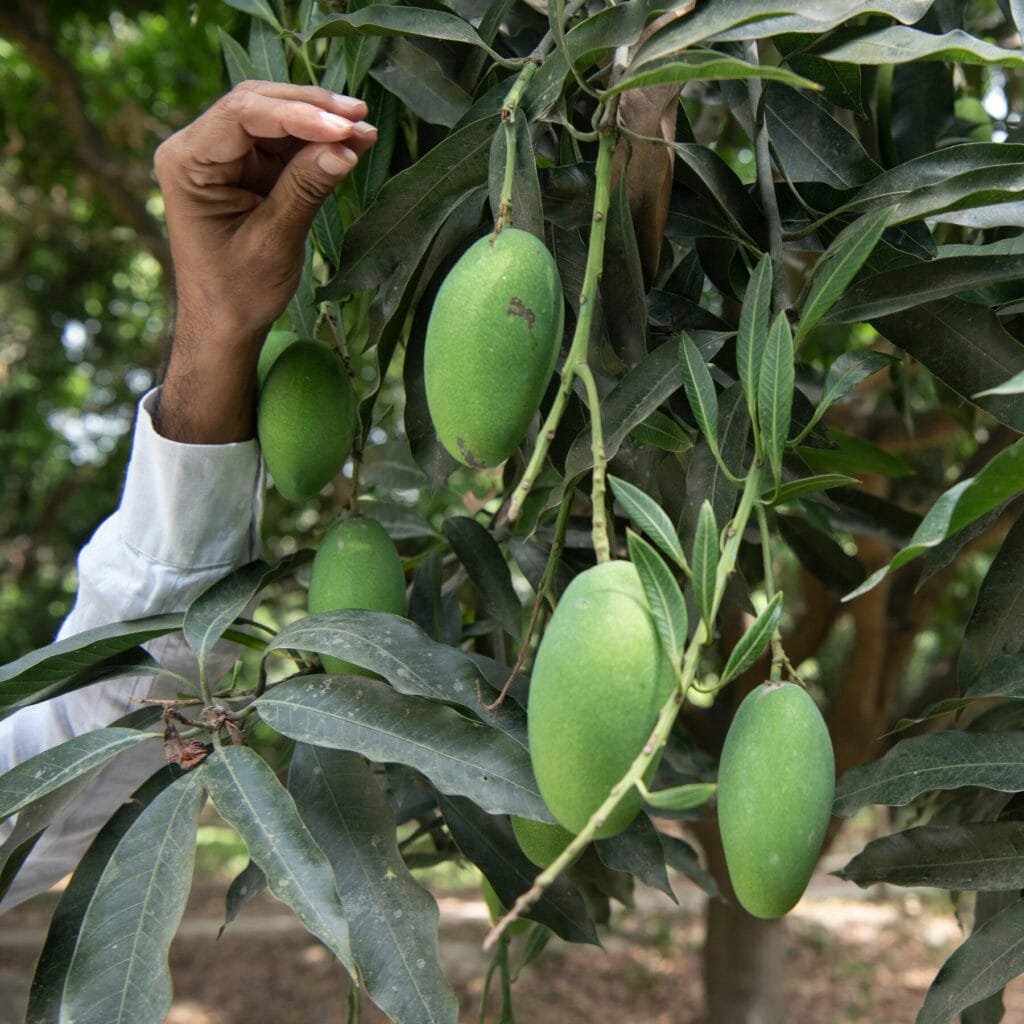 আমতীত আম খাই নিজলৈ আপদ মাতি অনা সুভাষ অৱশেষত হ’ল মুকলি 4 5 3