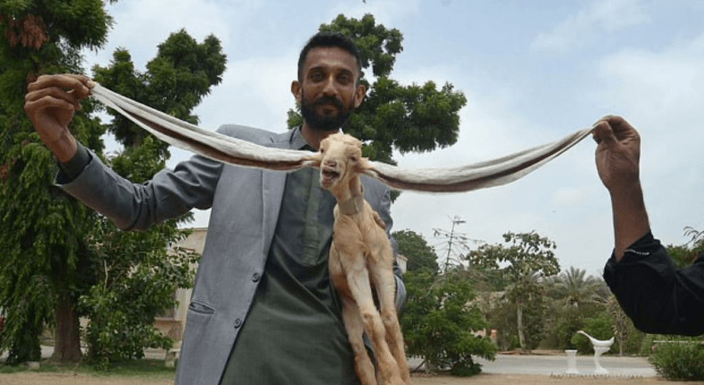 জন্ম হৈয়ে বিশ্ব অভিলেখৰ গৰাকী হ’ল চিম্বা! কিন্তু কোন এই চিম্বা? 1 image 191