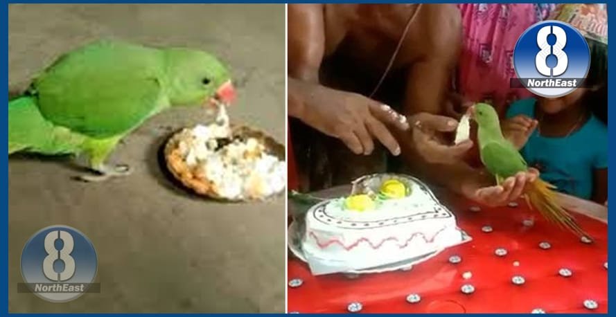 parrot