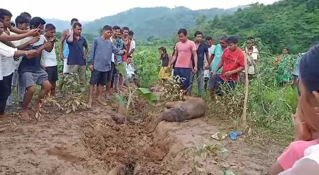 ৰাণী চাহ বাগিচাৰ গাঁতত পৰি সদ্যজাত হাতী পােৱালিৰ মৃত্যু 1 photo 2022 06 09 12 09 34