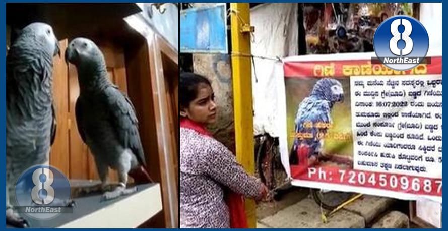 সন্ধান দিয়ক এটা ভাটৌৰ আৰু লাভ কৰক ৫০ হাজাৰ টকাৰ পুৰস্কাৰ… 1 missing parrot