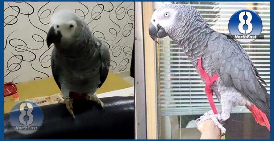parrot