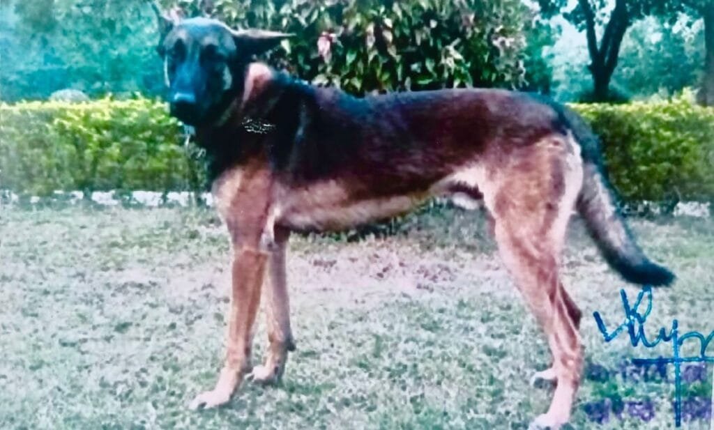 সন্ত্ৰাসবাদীৰ বিৰুদ্ধে চলোৱা অভিযানত গুলীবিদ্ধ হৈ মৃত্যু এক্সেলৰ… 2 photo1659246332