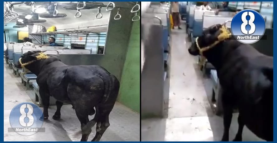 bull in train