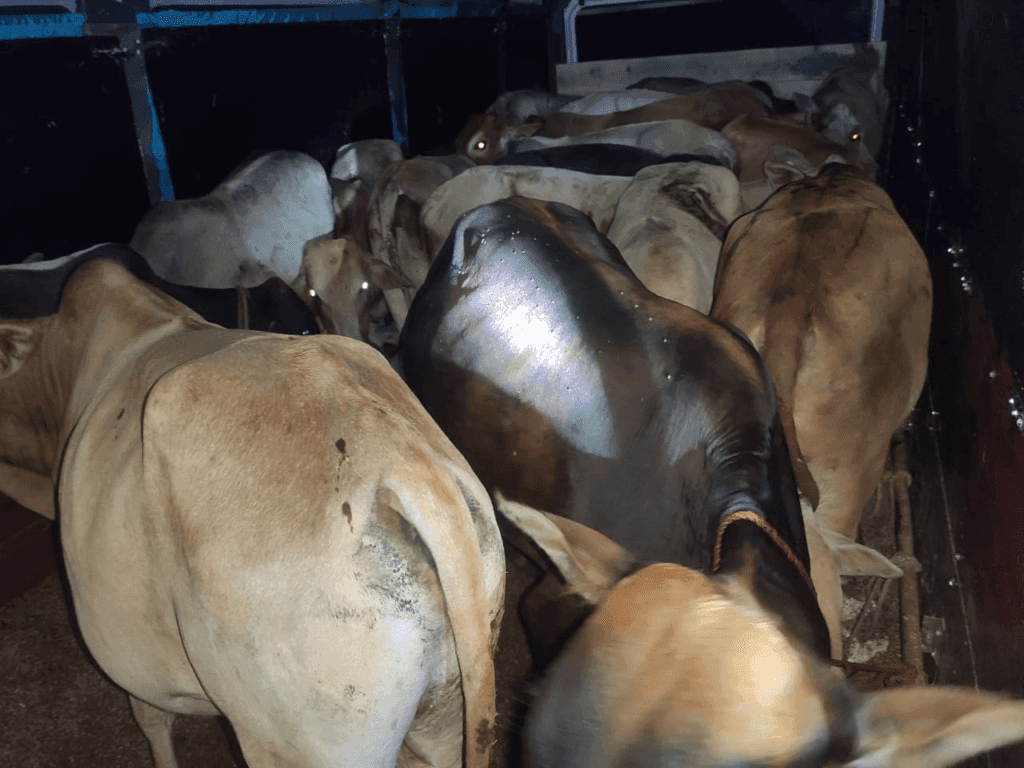 গৰু সৰবৰাহৰ আচৰিত কৌশল! এইবাৰ যাত্ৰীবাহী ট্ৰেভেলাৰৰ পৰা জব্দ ২০ টাকৈ চোৰাং গৰু… 1 image 139