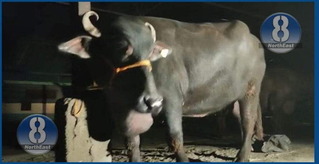 দিল্লীৰ পৰা ৰে’লযোগে চোৰাংকৈ অসমলৈ অনা ৩২টা ম’হ মহানগৰীত জব্দ 1 moh 1