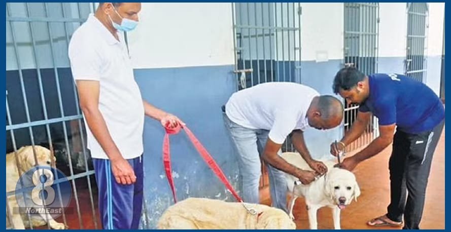 মানুহৰ দৰেই অৱসৰৰ অধিকাৰ আছে কুকুৰৰো, যাৰ বাবে স্থাপন কৰা হৈছে কুকুৰ বিশেষ অৱসৰ গৃহ… 1 visranti