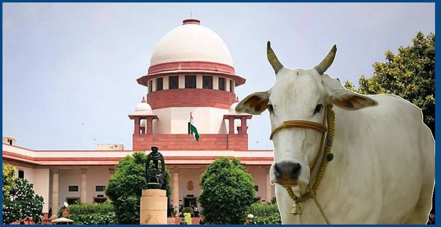 cow supreme court