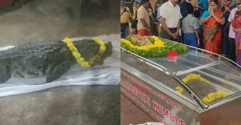 শোকাবহ! মাংস নহয়, ভাত খাই ভালপোৱা নিৰামিষভোজী ঘৰিয়াল 'ববিয়া’ৰ মৃত্যু… 1 image 80