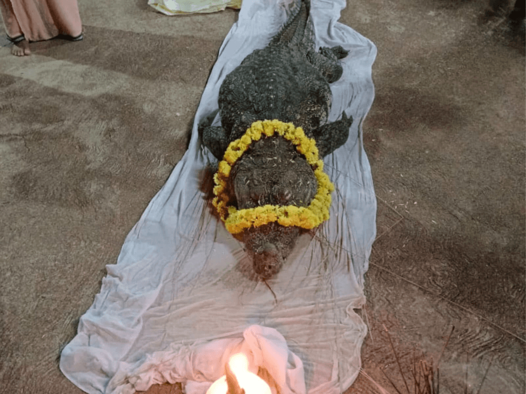 শোকাবহ! মাংস নহয়, ভাত খাই ভালপোৱা নিৰামিষভোজী ঘৰিয়াল 'ববিয়া’ৰ মৃত্যু… 3 image 82