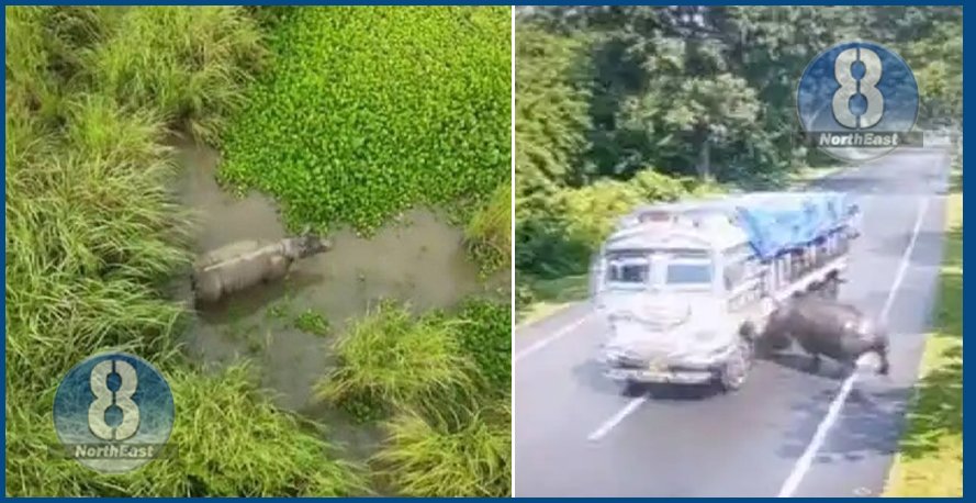 rhino kaziranga