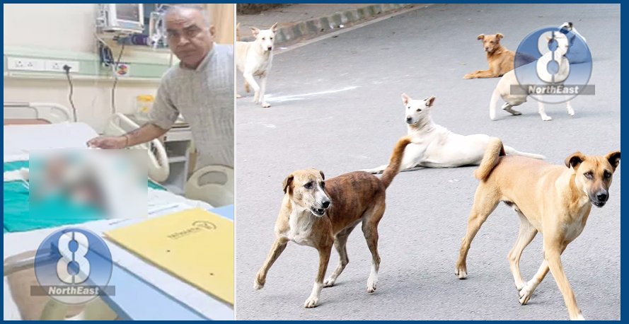 street dog