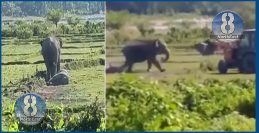 hati powali