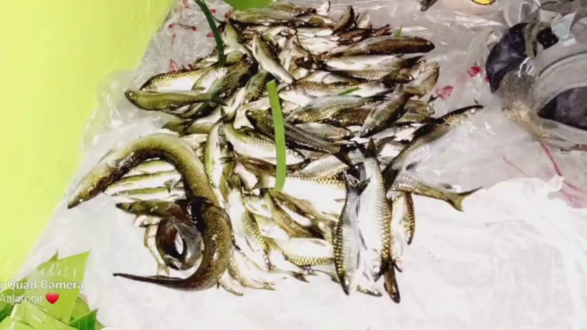 বন বিভাগে নিৰ্মাণ কৰা ইক’ কেম্পত বৈদ্যুতিক শ্বক দি মৎস চিকাৰ! কাছাৰৰ ৭ যুৱকক গ্ৰেপ্তাৰ 4 image 121