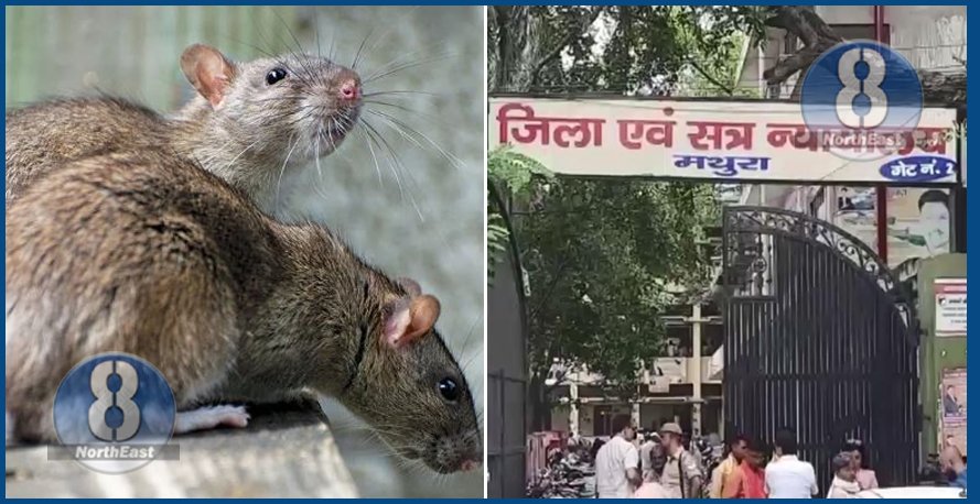 rat eat ganja