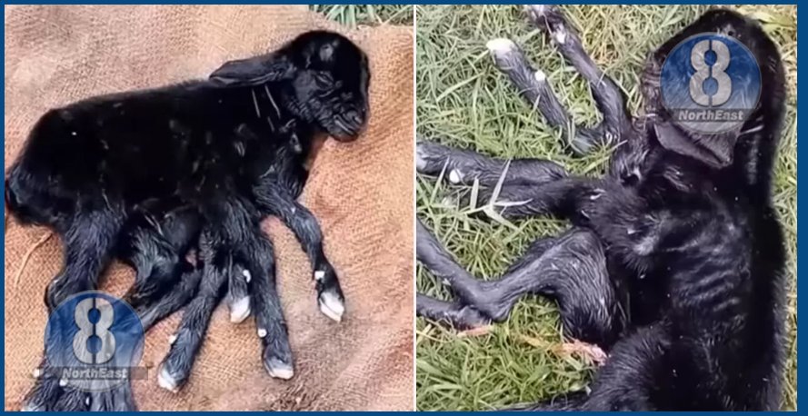 8 legs