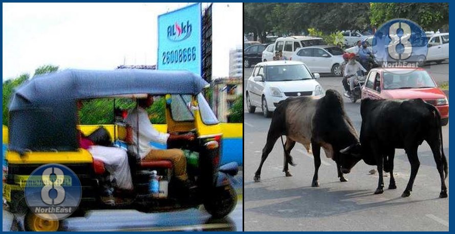 auto cow