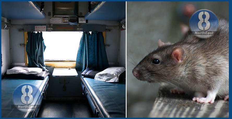 rat on train