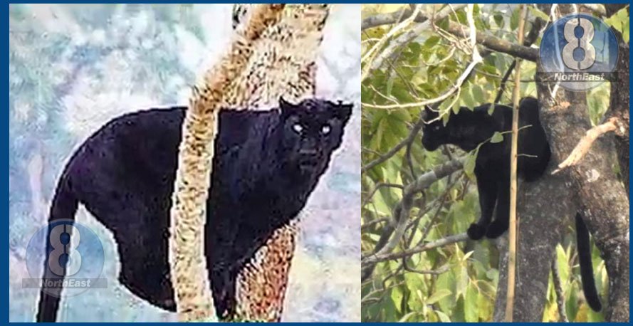পৰ্যটকৰ কেমেৰাত মানাহৰ বিৰল দৃশ্য! দেখাৰ সৌভাগ্য ঘটিল ব্লেক পেন্থাৰ… 1 4 4