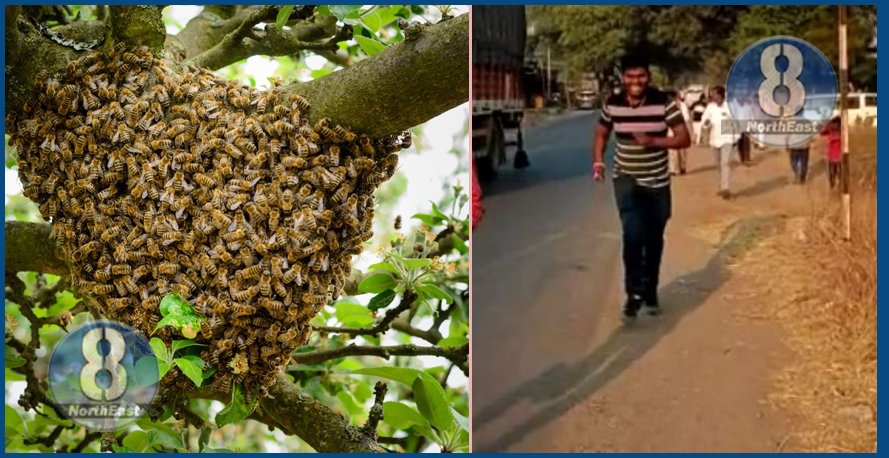 honey bee