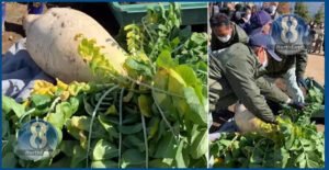 radish
