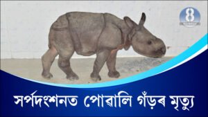 Assam-News-Rhino-Calf-Death-in-snake-bite-assamese
