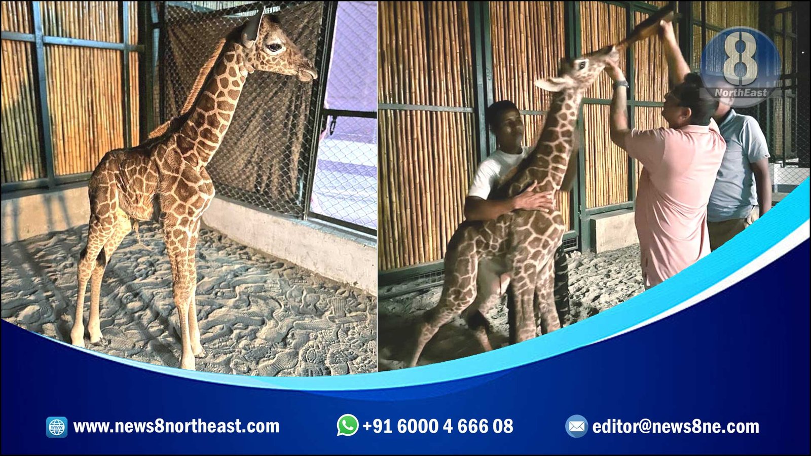 Assam-State-Zoo-Giraffe-Birth