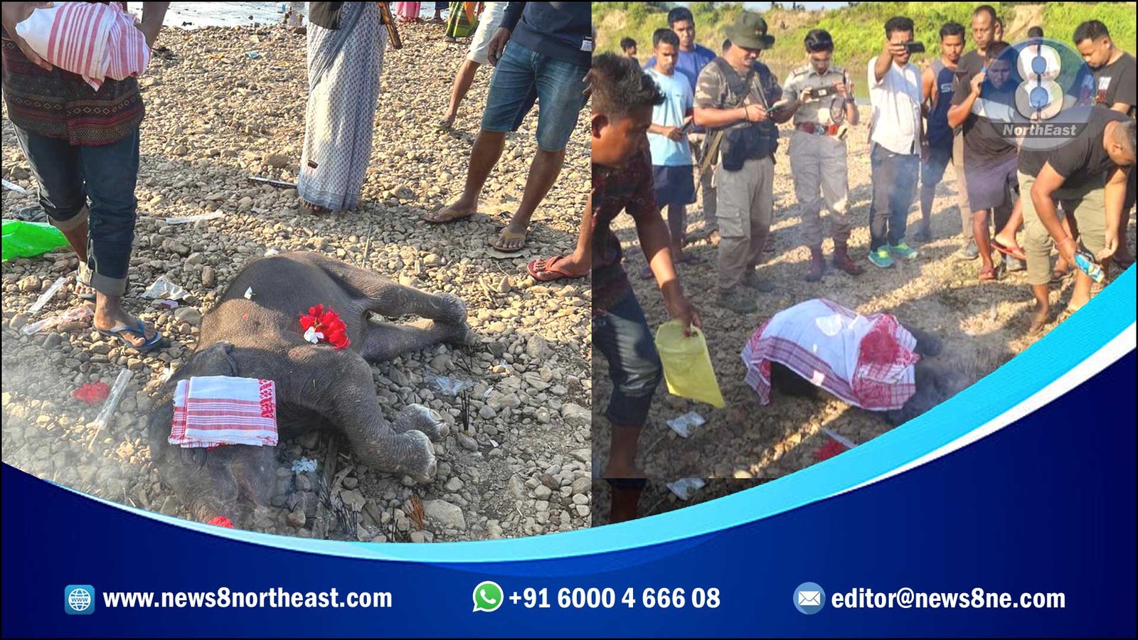 Elephant-Calf-Death-hahim-boko