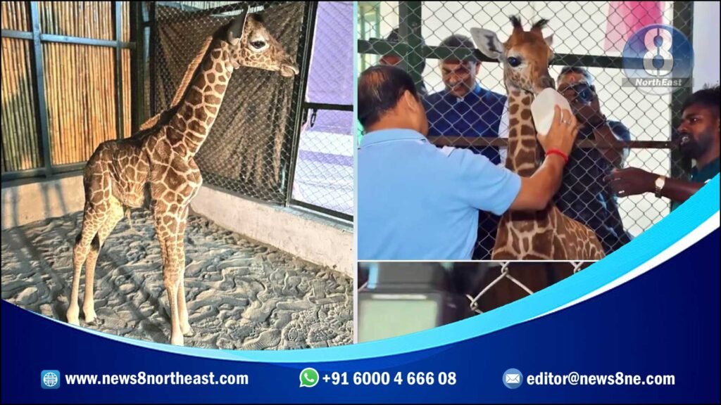 newborn-giraffe-assam-state-zoo