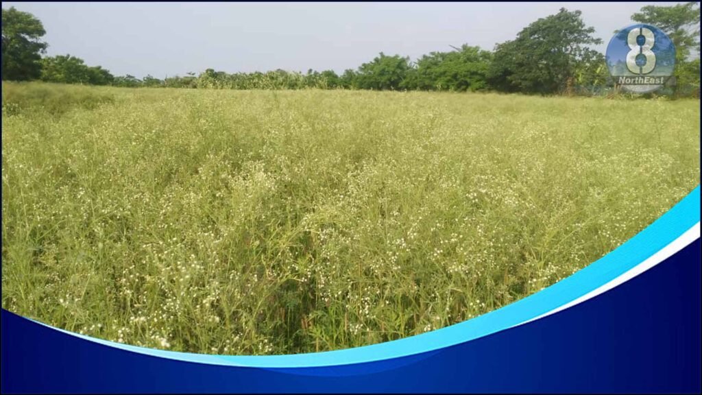 Kamrup Farmers Battle Parthenium-Induced Health Issues and Crop Damage 1 kamrup-farmers-battle-parthenium-Induced-health-Issues-and-crop-damage