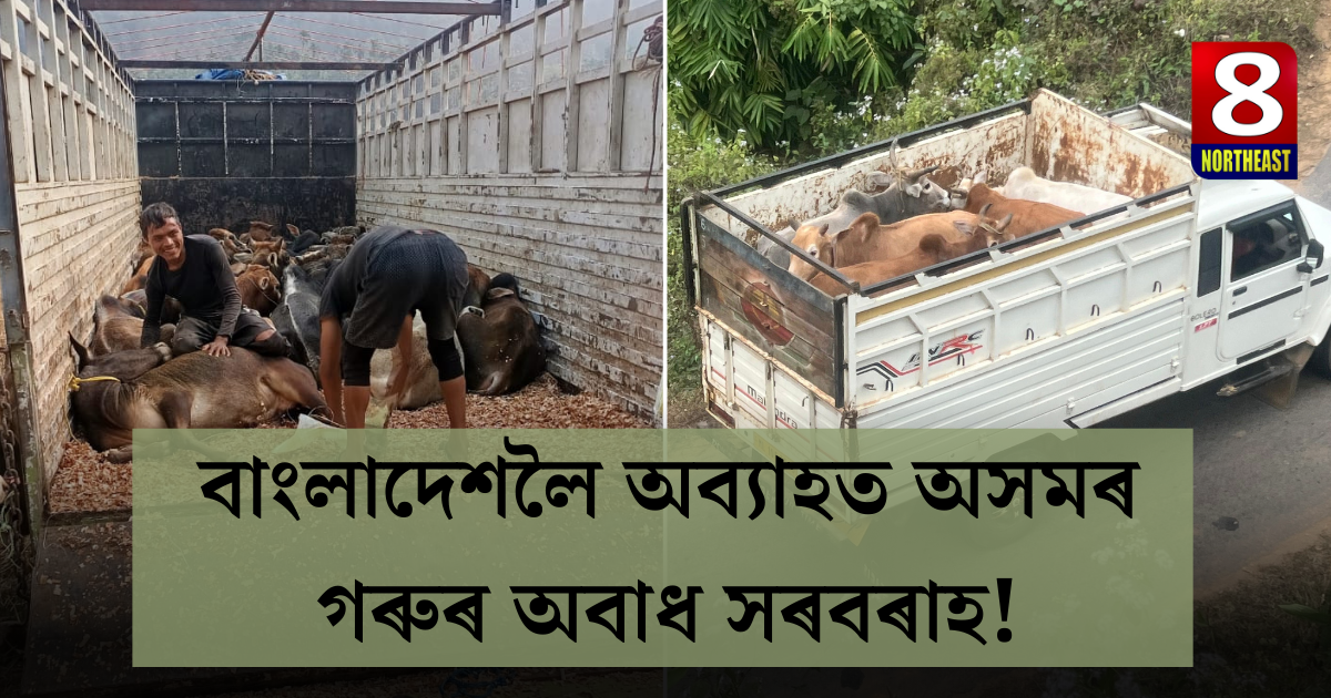 গৰু