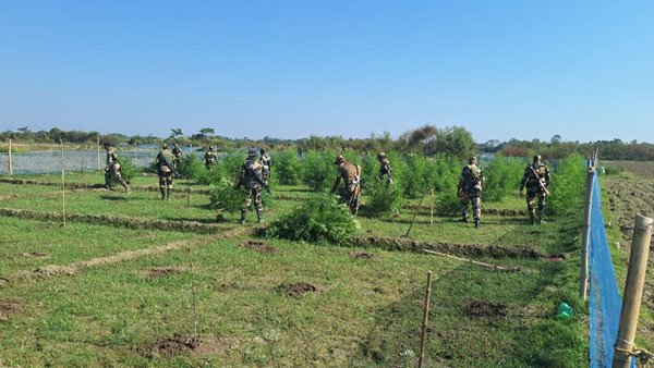 BSF destroys 48 acres of illegal ganja cultivation along Indo-Bangladesh border 1 NE copy 84