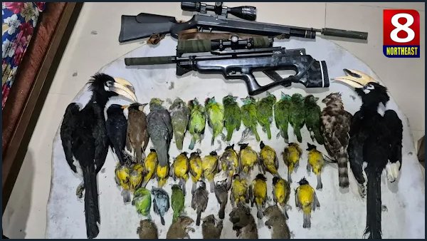 birds