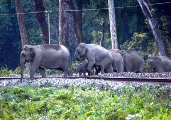 A herd of elephants crossing railway tracks